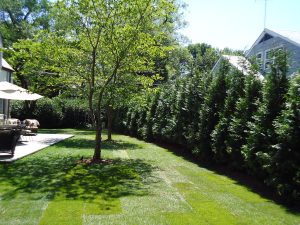 Evergreen screening, Green giant arborvitae, landscape design